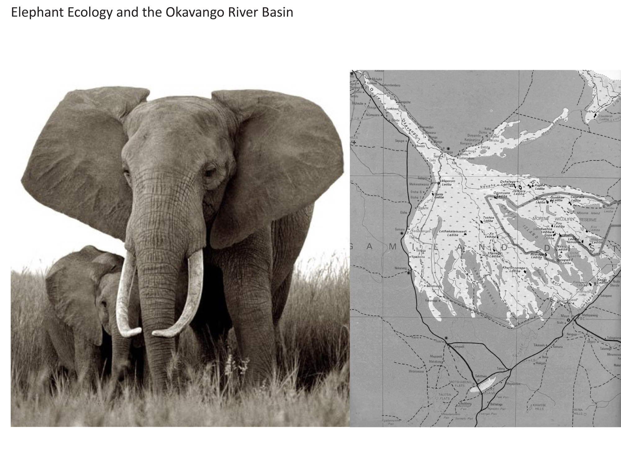 Elephant Ecology and the Okavango River Basin