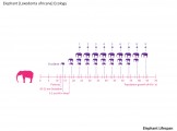 Elephant Lifespan